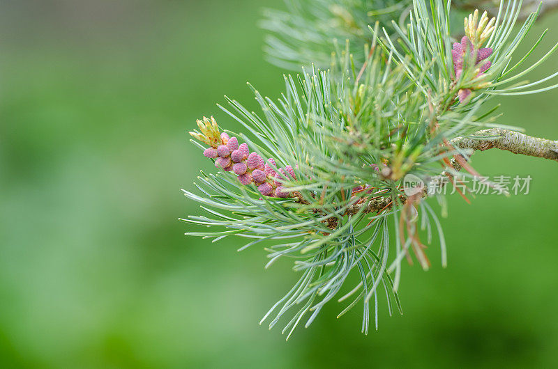 一种日本五针松(Pinus parvifolia)的芽